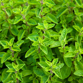 Organic Sweet Marjoram essential oil